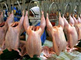 Промышленное производство мяса птицы